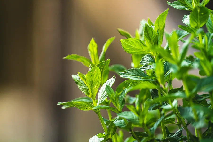 Planta de menta fresca